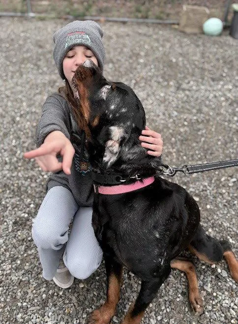 An adult large-sized female Rottweiler dog named Nora for adoption in Hillsboro, NH