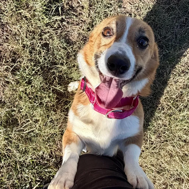 An adult small-sized female Red / Chestnut / Orange Corgi dog named Crystal Anne  Missouri for adoption in Peyton, CO
