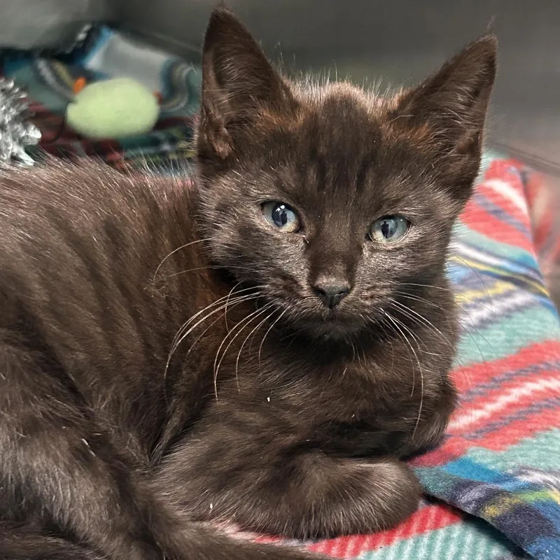 A baby small-sized female Black Domestic Short Hair cat named Meatball for adoption in Spruce Pine, NC