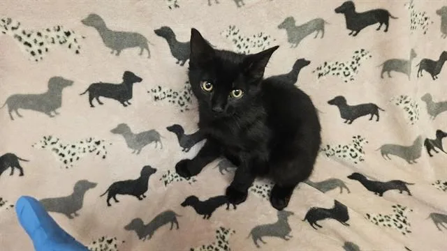 A baby small-sized male Domestic Short Hair cat named Keats for adoption in Castaic, CA