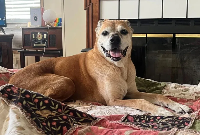A senior medium-sized male Boxer dog named Rusty for adoption in Ballwin, MO