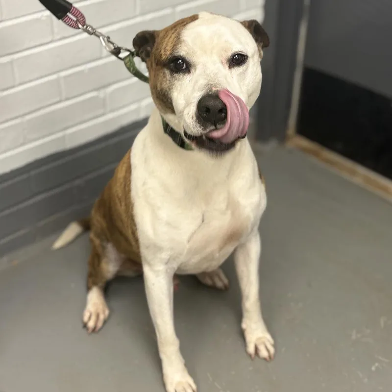 A senior medium-sized male Pit Bull Terrier dog named Bud for adoption in Peachtree City, GA
