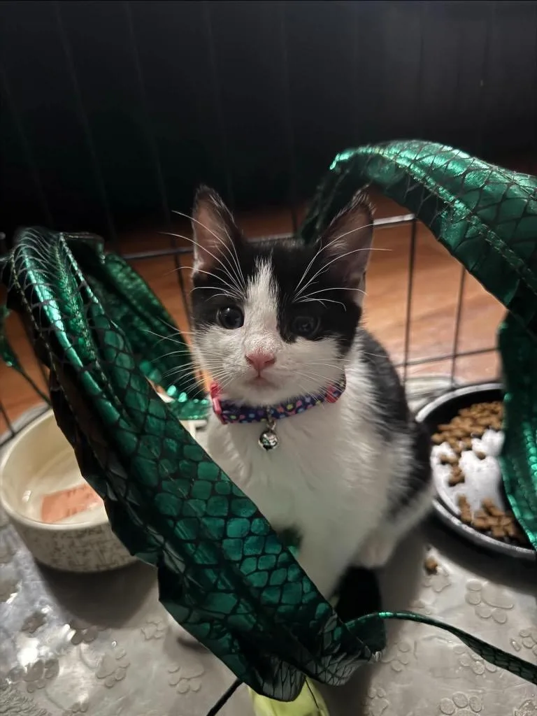 A baby small-sized female Domestic Short Hair cat named Moonstone for adoption in Orlando, FL