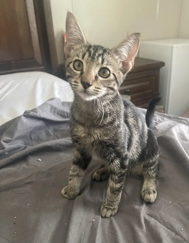 A young medium-sized female Tabby cat named Leda for adoption in Ocala, FL