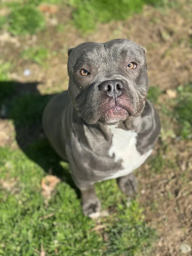 An adult medium-sized male Gray / Blue / Silver American Bully dog named King for adoption in Benton Harbor, MI