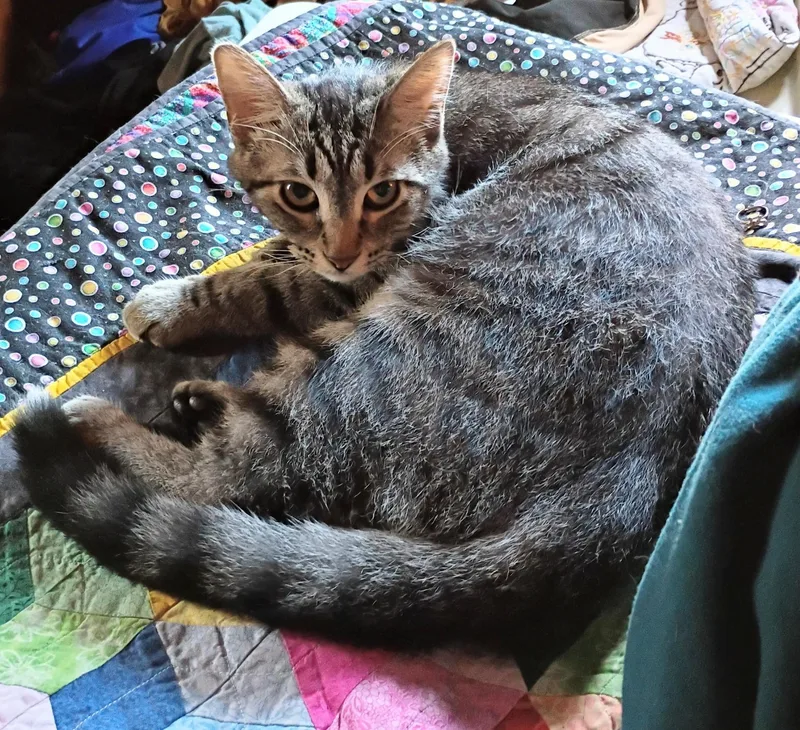 A baby medium-sized female Tabby (Brown / Chocolate) Domestic Short Hair cat named Trudy for adoption in Hoyleton, IL