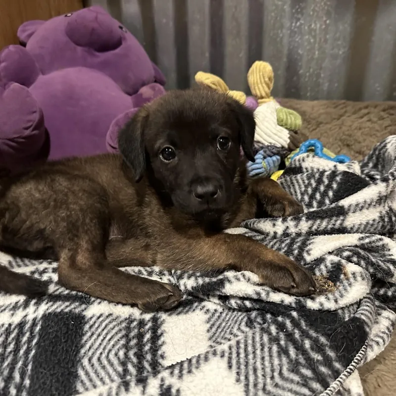 A baby medium-sized male Belgian Shepherd / Malinois dog named Kovu for adoption in Dallas, TX