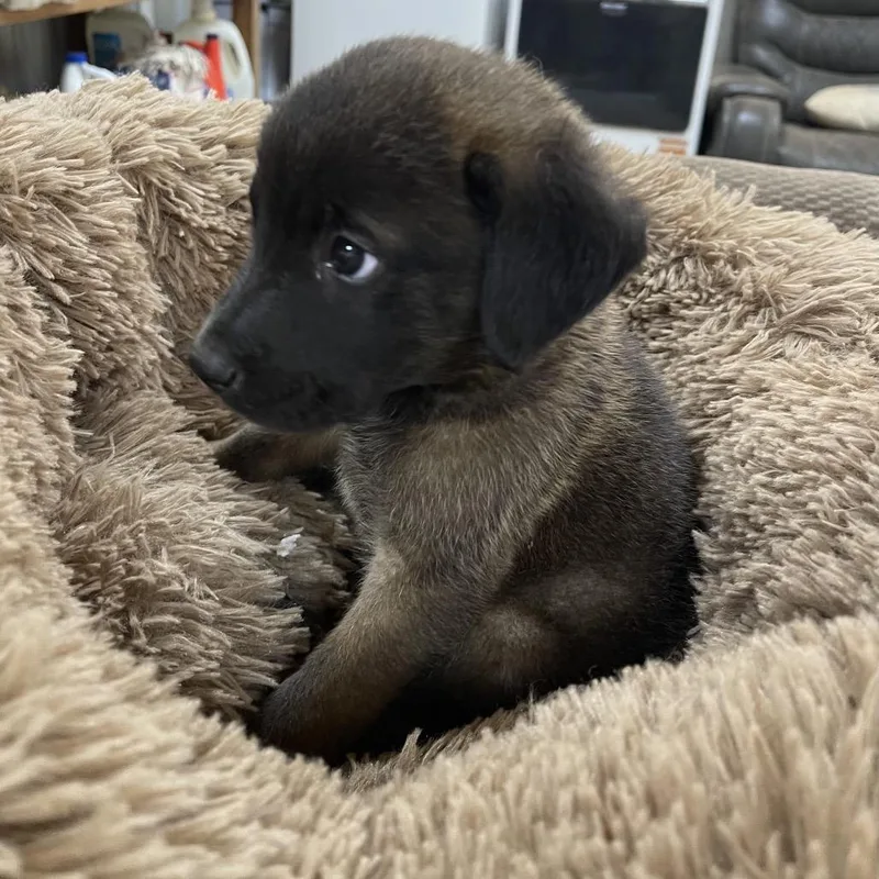 Kovu thumbnail 2
