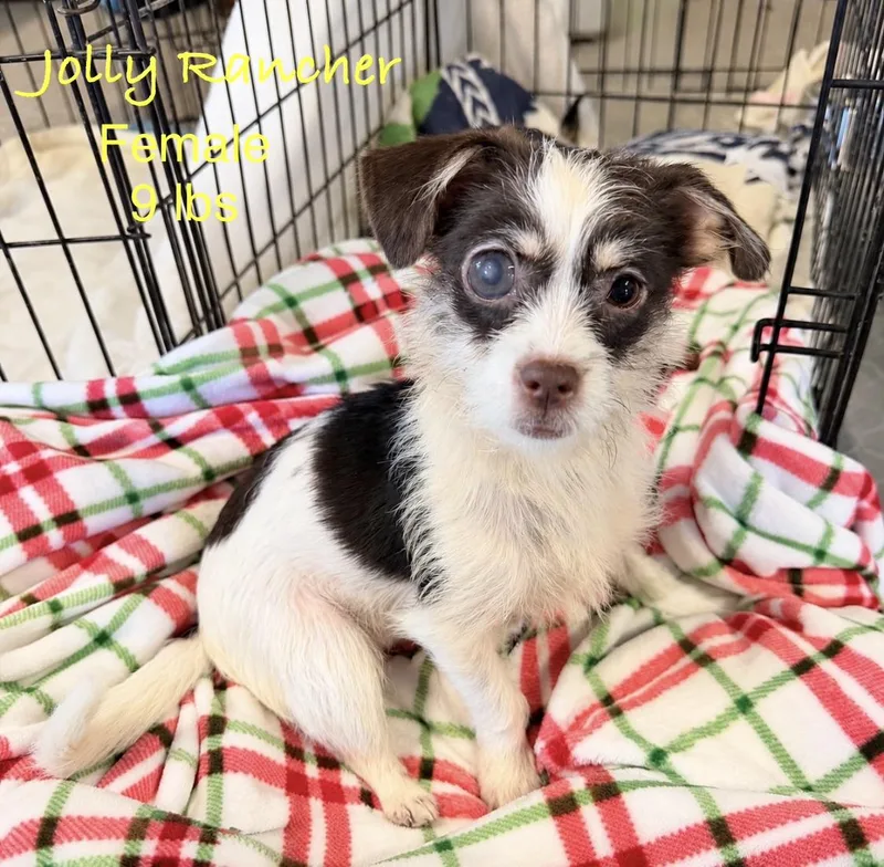 A young small-sized female Terrier dog named Jolly Rancher for adoption in Kings Mountain, NC