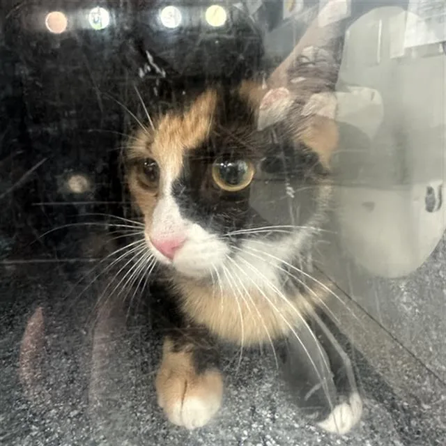 A young medium-sized female Domestic Short Hair cat named Cleopatra for adoption in Dallas, TX