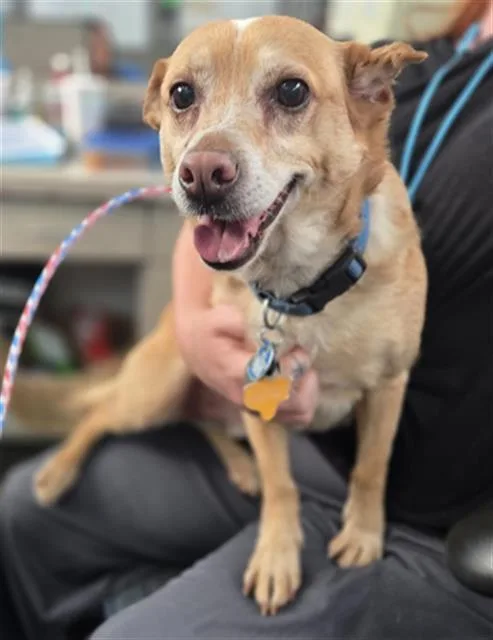 A senior small-sized male Chihuahua dog named Snickerdoodle for adoption in Dallas, TX