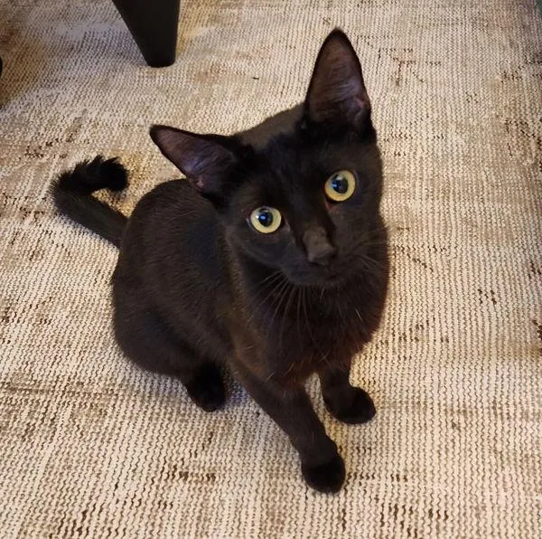 A young medium-sized female Domestic Short Hair cat named Sandy for adoption in San Diego, CA