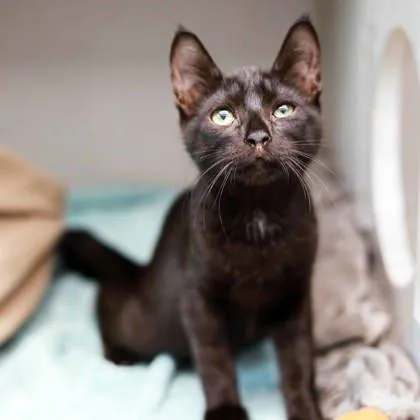 A baby small-sized male Black Domestic Short Hair cat named Bear for adoption in Atlanta, GA