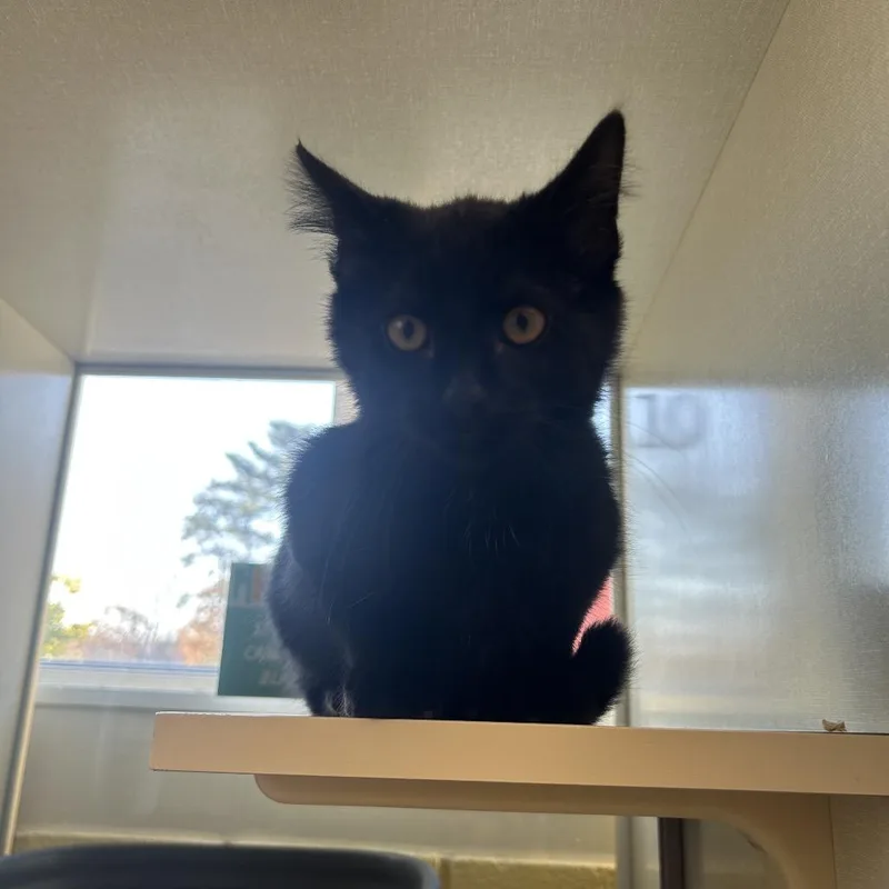 A baby medium-sized male Black Domestic Short Hair cat named Mercy for adoption in West Olive, MI