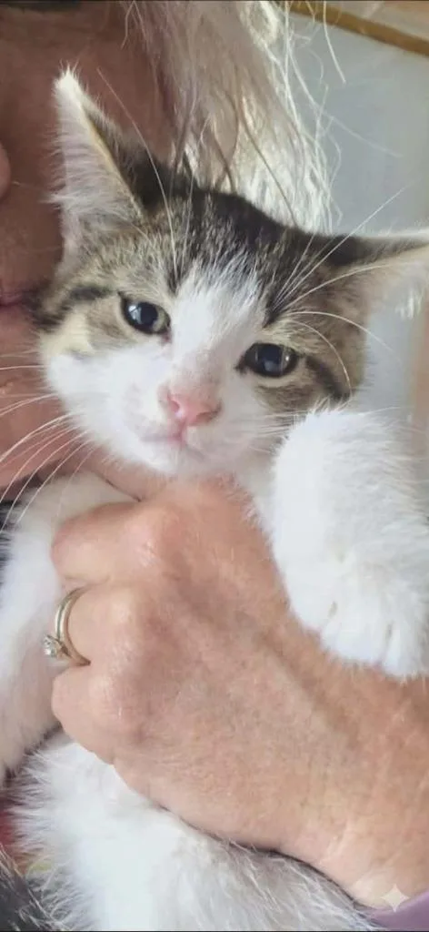 A baby small-sized female Domestic Short Hair cat named Sanna for adoption in Olney, IL