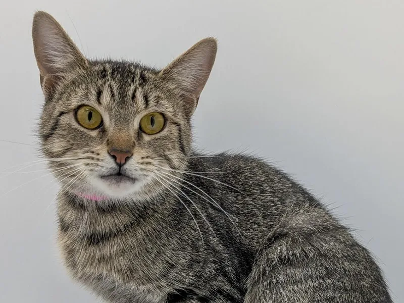 A young small-sized female Tabby cat named Bahama Mama for adoption in Powell, OH