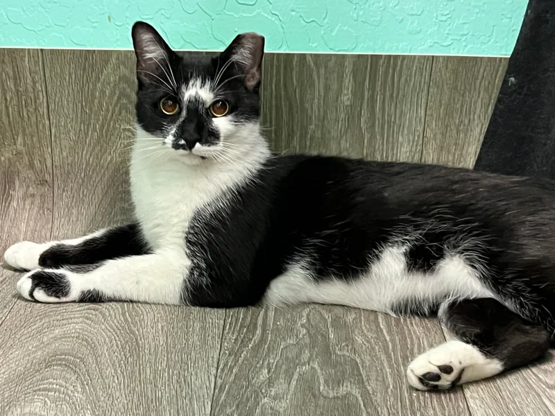 An adult medium-sized female Black Domestic Short Hair cat named Flower for adoption in Mesa, AZ
