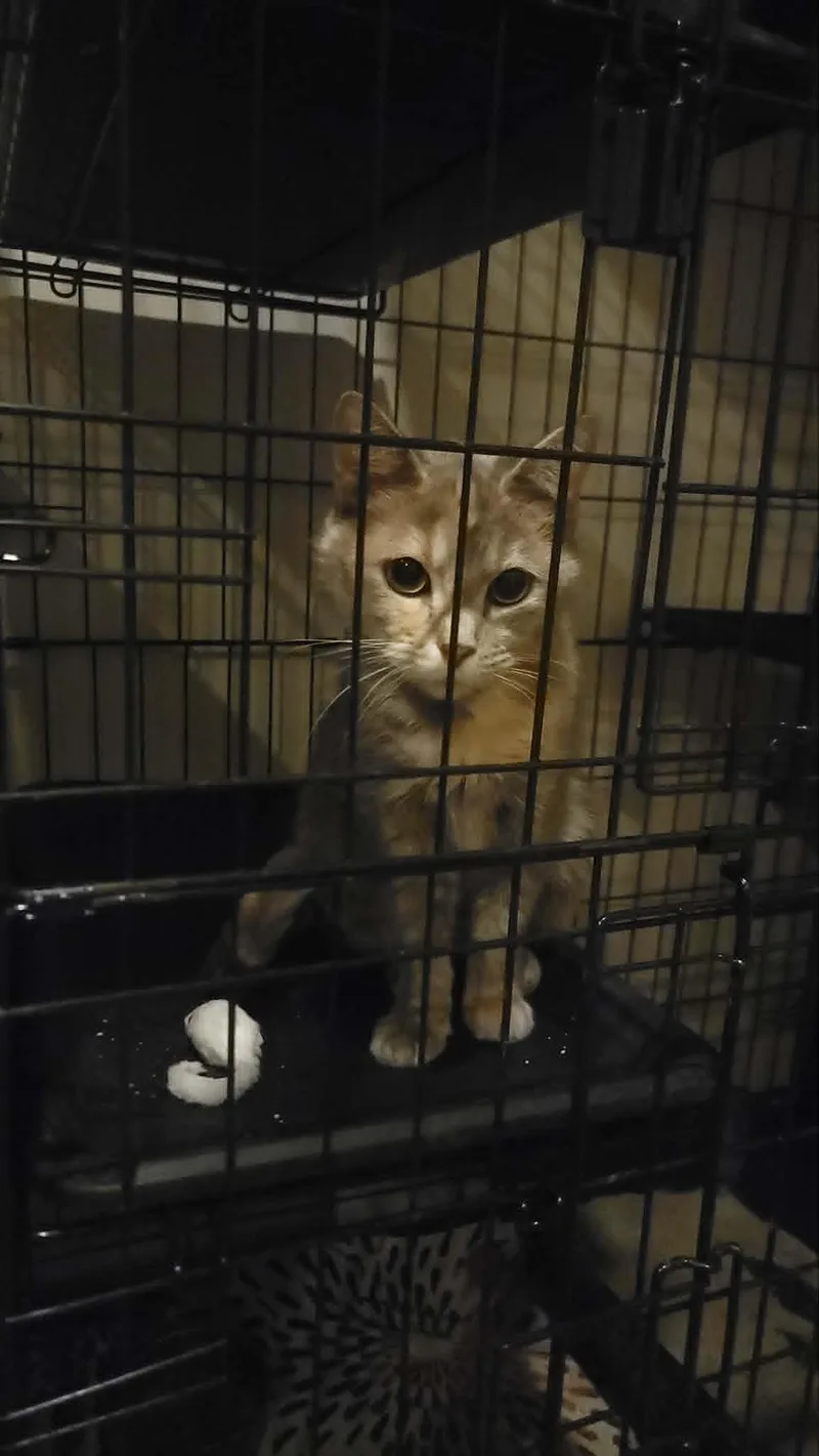 Meowkie thumbnail 2