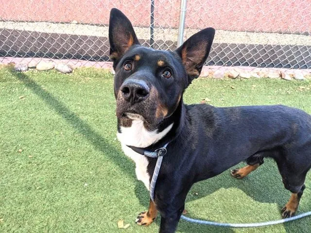 An adult large-sized male German Shepherd Dog dog named Brando for adoption in Phoenix, AZ