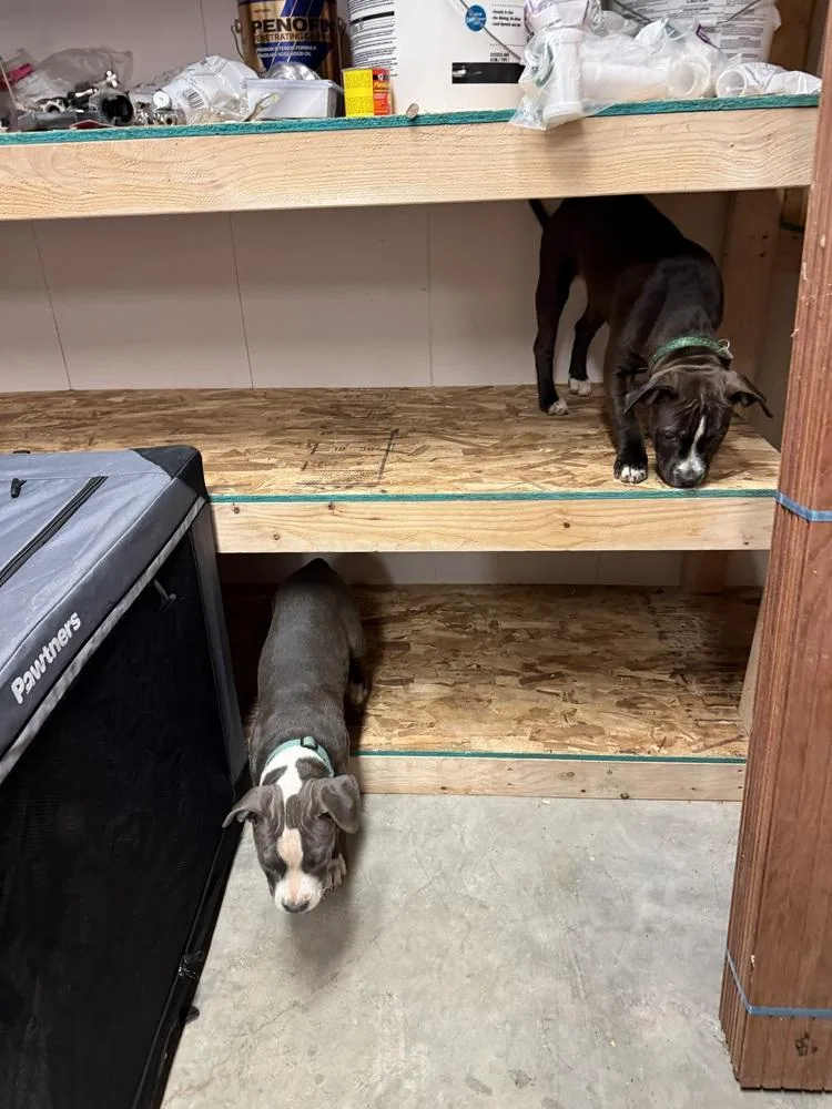 A baby large-sized female Tricolor (Brown, Black, & White) Boxer dog named Nacho for adoption in Aurora, CO