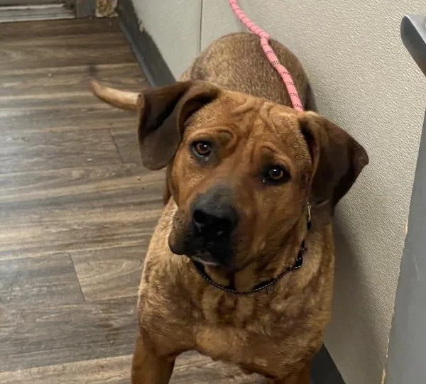 An adult large-sized female Rhodesian Ridgeback dog named Cookie for adoption in San Diego, CA