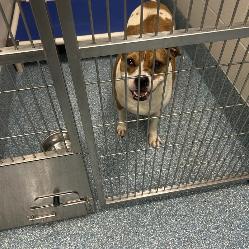 An adult large-sized female Brown / Chocolate Hound dog named Lucy for adoption in Greensboro, NC