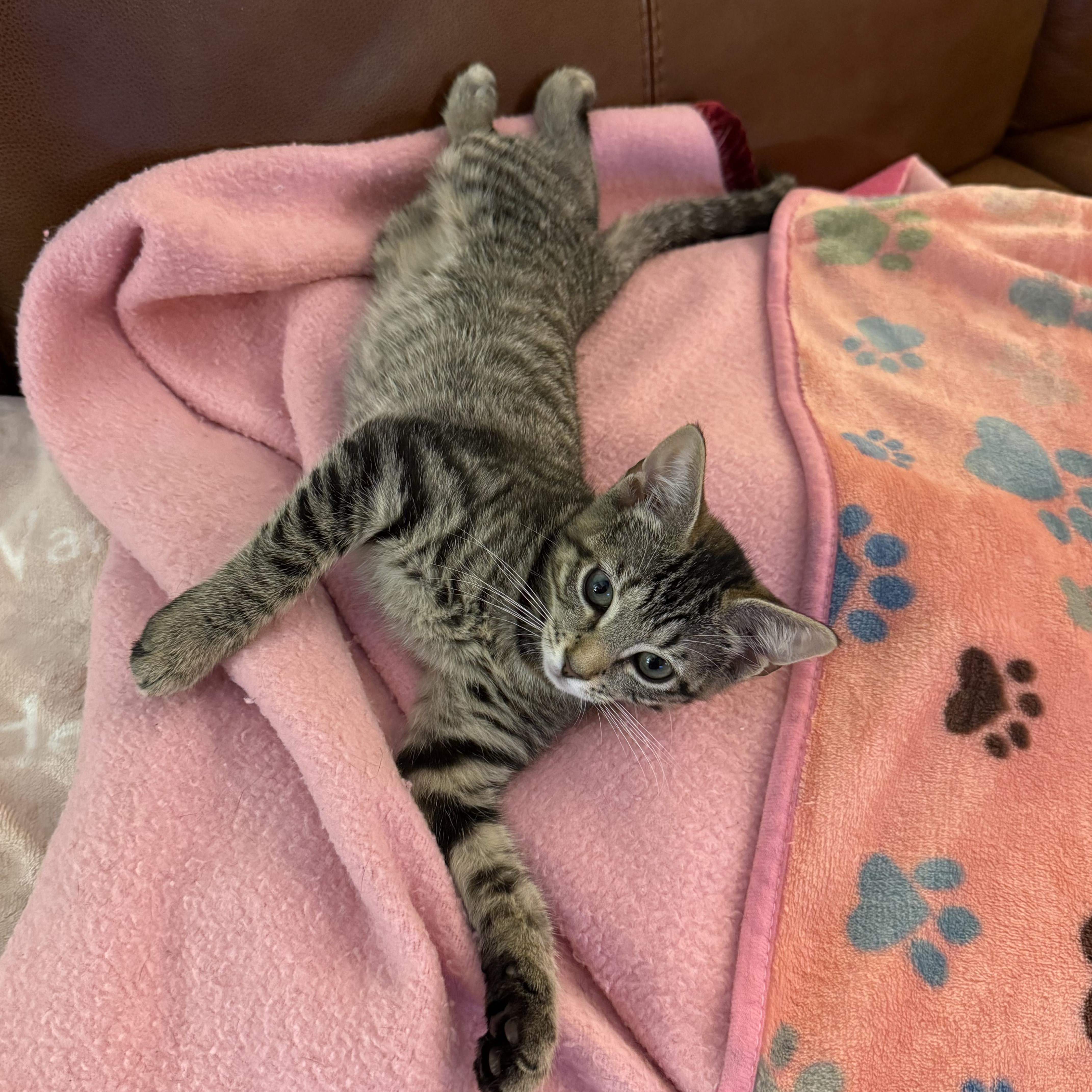 A baby small-sized female Domestic Short Hair cat named Tasha for adoption in East Greenwich, RI