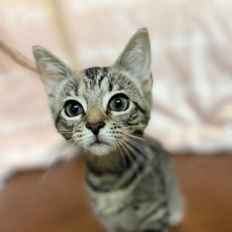 Tasha thumbnail 6