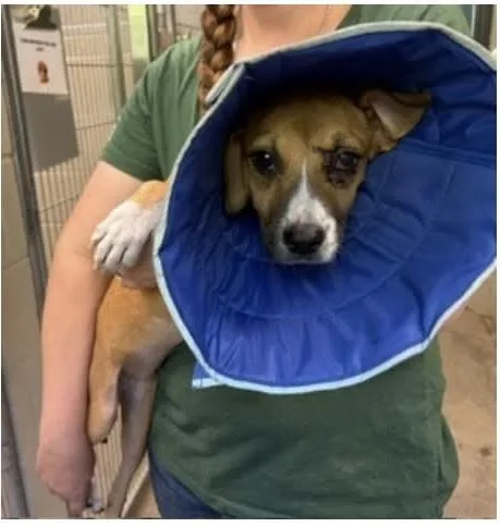 A young medium-sized female Tricolor (Brown, Black, & White) Terrier dog named Sunflower for adoption in Cumberland, RI