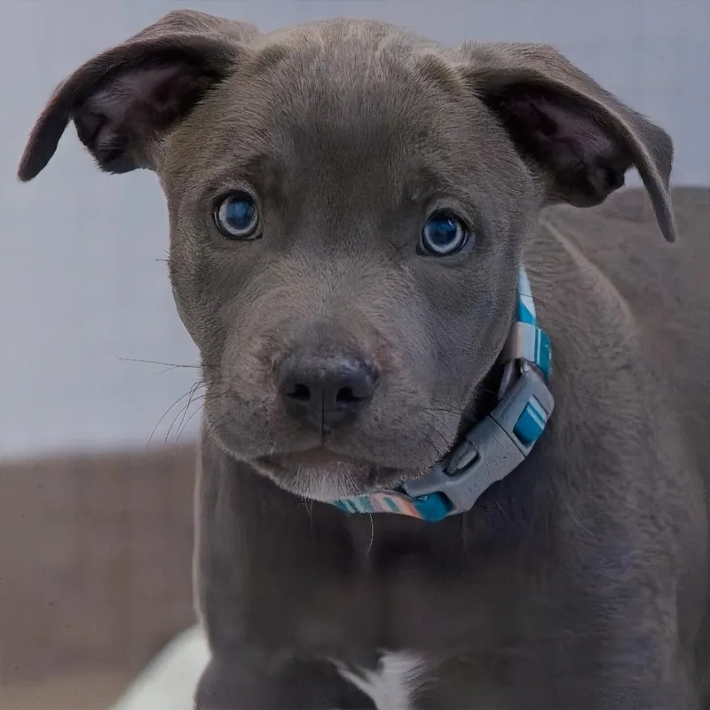 A baby medium-sized female Brown / Chocolate Labrador Retriever dog named Gabby for adoption in South Elgin, IL