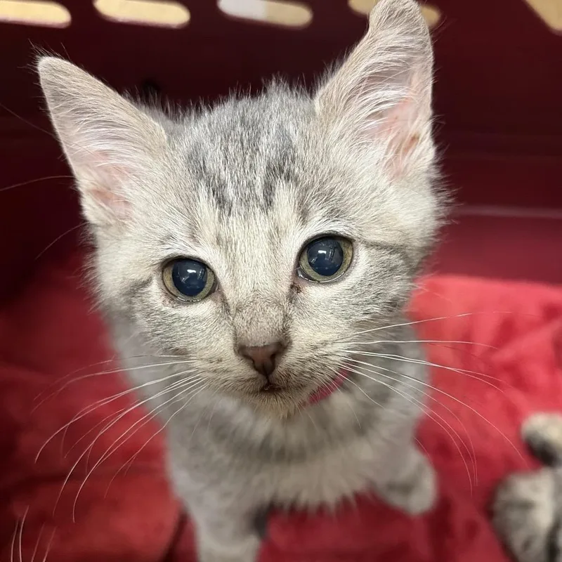 A baby small-sized female Domestic Medium Hair cat named Couscous for adoption in Chattanooga, TN