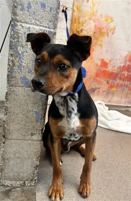A young small-sized male Australian Cattle Dog / Blue Heeler dog named Moon for adoption in San Bernardino, CA