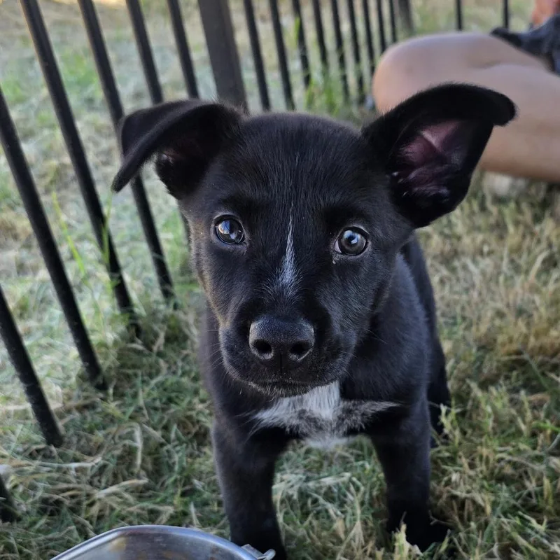 A baby medium-sized male Husky dog named Bluey for adoption in Midland, TX