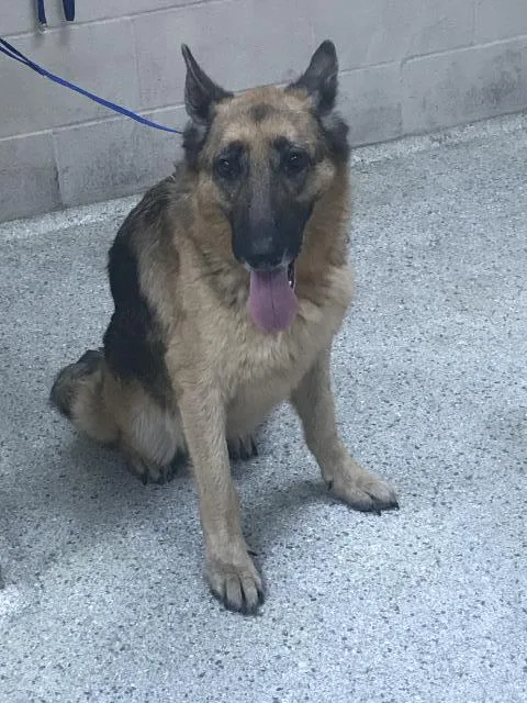 An adult large-sized female German Shepherd Dog dog named Lilly for adoption in Conroe, TX