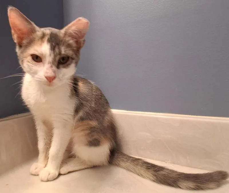 A baby small-sized female Black & White / Tuxedo Domestic Short Hair cat named Kahlua for adoption in Greensboro, NC