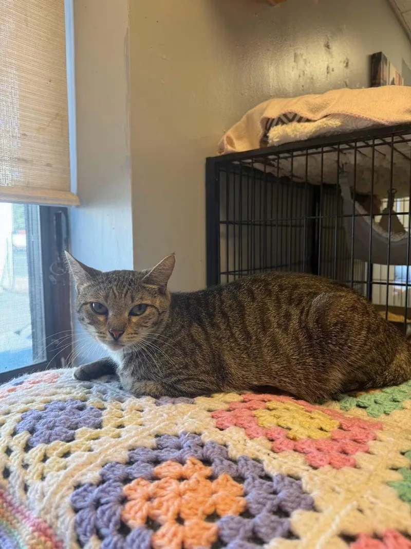 An adult medium-sized female Tabby (Brown / Chocolate) Domestic Short Hair cat named Toga for adoption in Freeport, NY