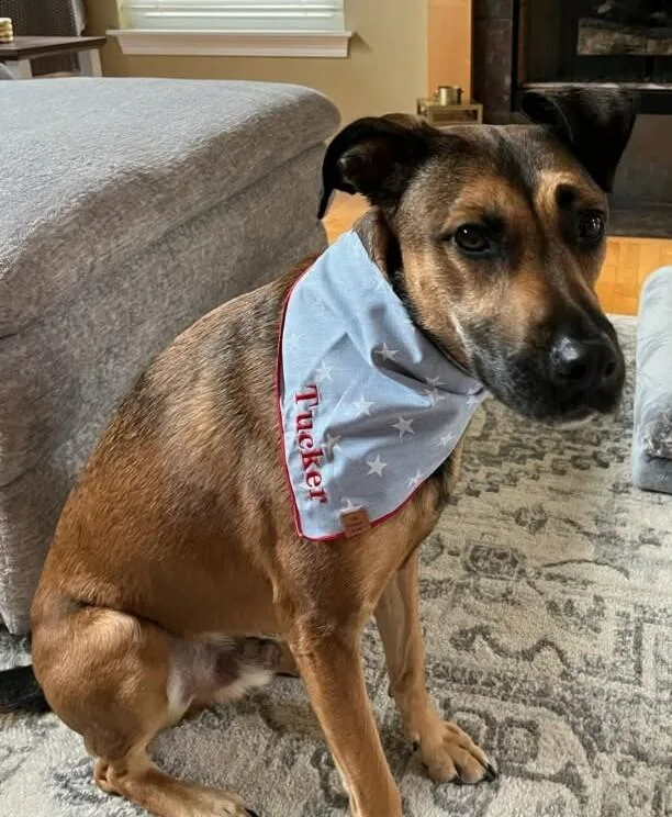 An adult medium-sized male German Shepherd Dog dog named Tucker for adoption in Schererville, IN