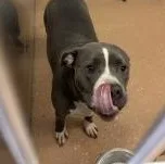 An adult medium-sized female Gray / Blue / Silver Pit Bull Terrier dog named Suki for adoption in Allen, TX