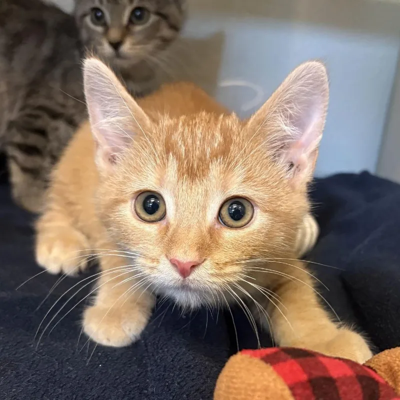 A baby small-sized male Orange / Red Domestic Short Hair cat named No  This Is for adoption in Gloucester, VA