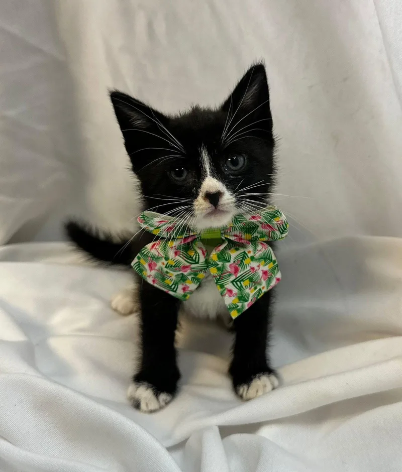 A baby medium-sized female Domestic Short Hair cat named Muriel for adoption in Margate, FL