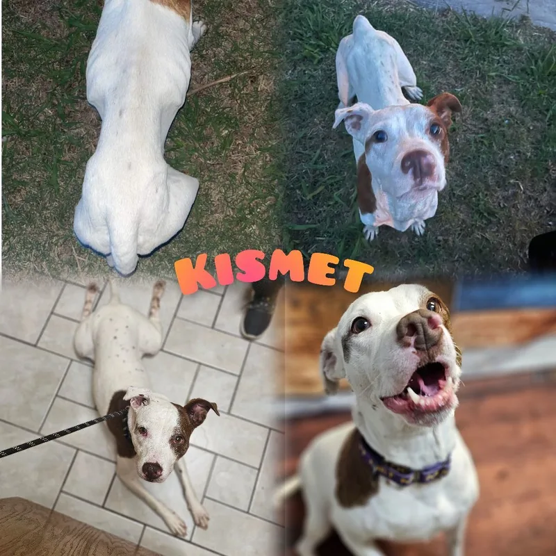 Kismet