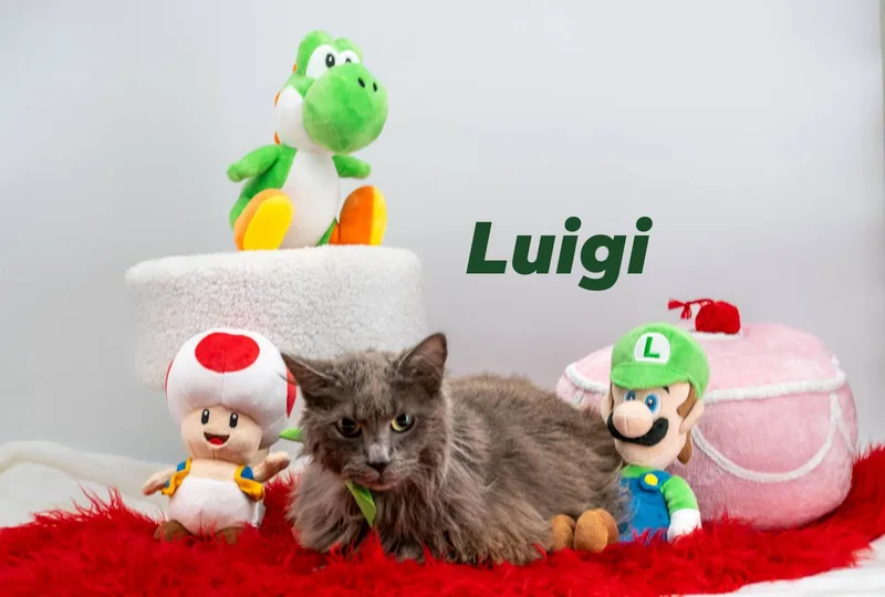 Luigi