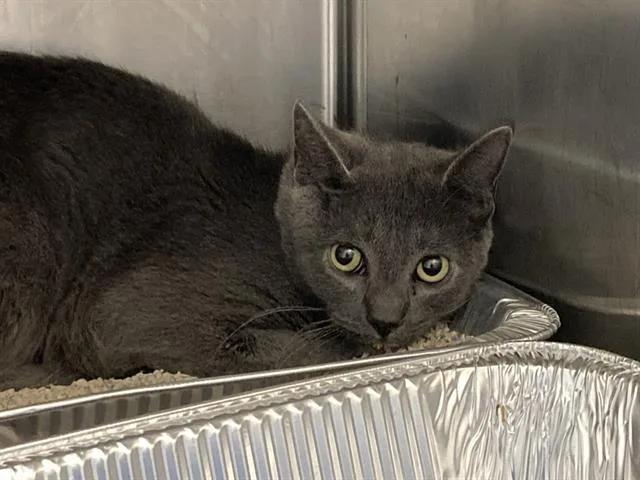 A young medium-sized male Domestic Short Hair cat named Maverick for adoption in Tustin, CA