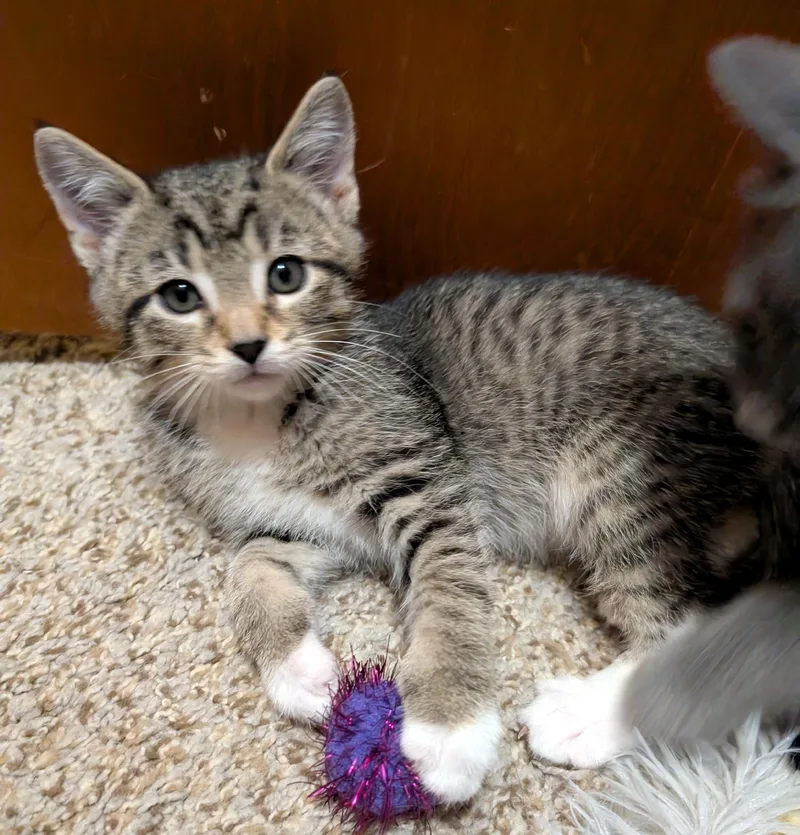 Blueberry thumbnail 2