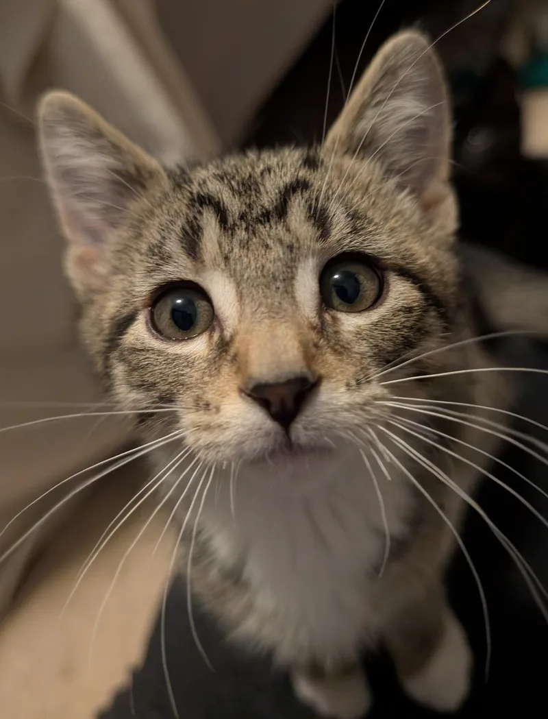 Blueberry thumbnail 3