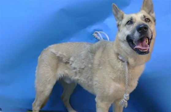 An adult large-sized male German Shepherd Dog dog named Blacky for adoption in Gardena, CA