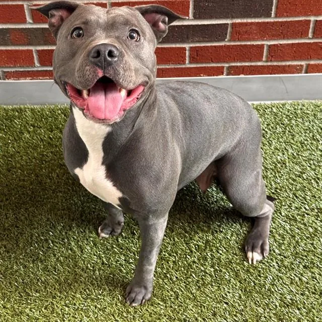 A young medium-sized female Pit Bull Terrier dog named Chai for adoption in Edmond, OK