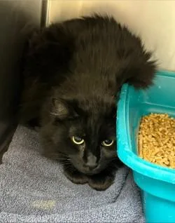 A senior medium-sized male Domestic Medium Hair cat named Meatloaf for adoption in Longmont, CO