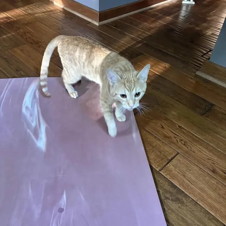 A young medium-sized male Tabby (Orange / Red) Domestic Short Hair cat named Clam for adoption in Cleveland Heights, OH