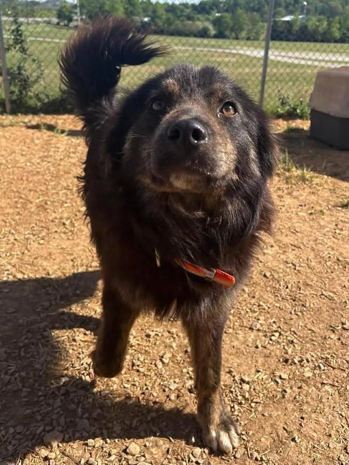 An adult medium-sized male Bicolor Australian Shepherd dog named Bear for adoption in Munfordville, KY